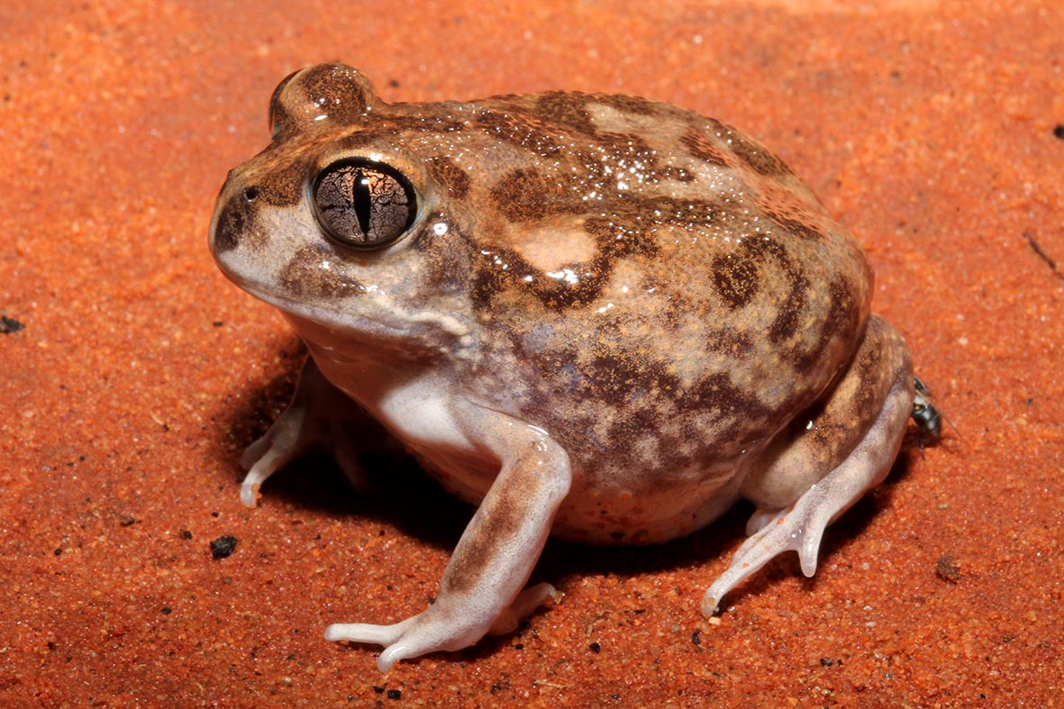 FrogID Australia’s First National Frog Identification Program